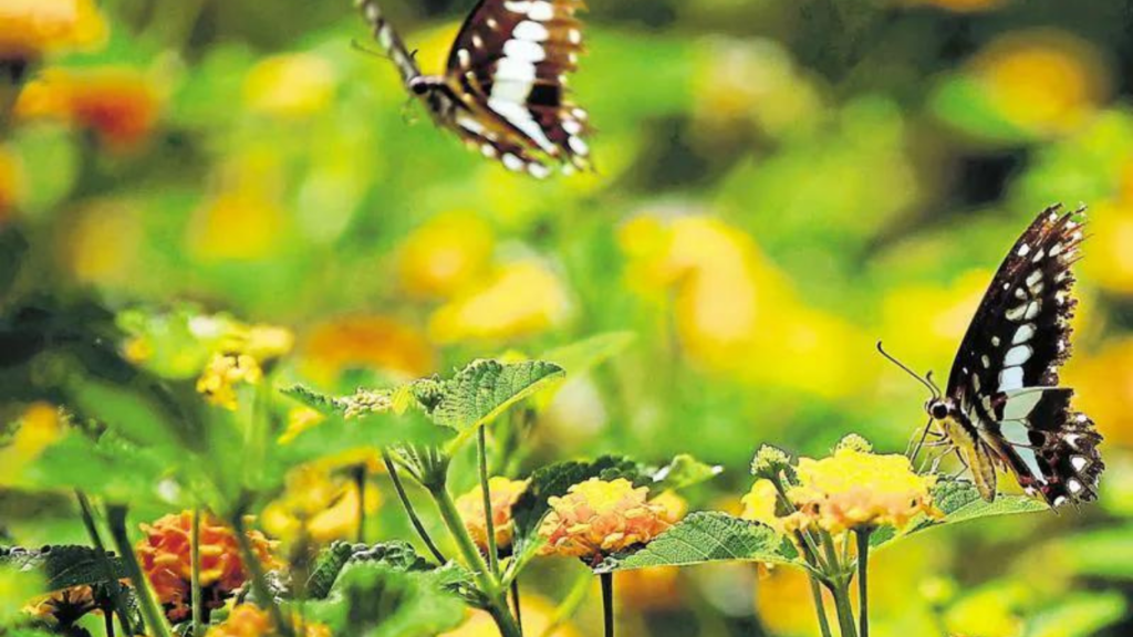 https://gowithharry.com/lodhi-garden-heritage-walk/ Lodhi Garden Walk