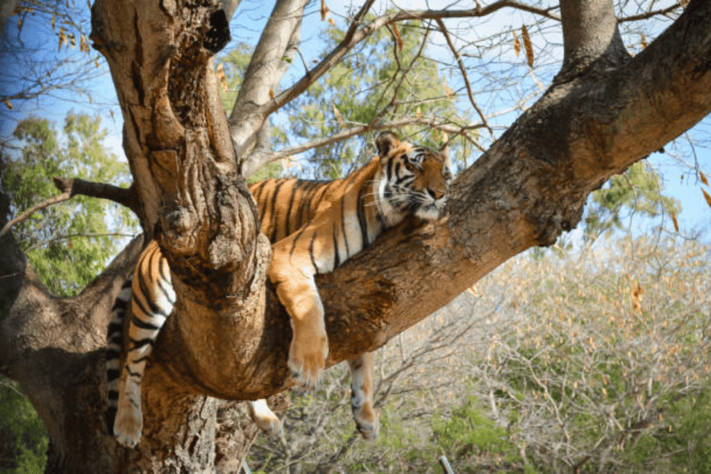 Travel India for Fun and Fitness-You Love India 14 Travel India for Fun and Fitness: Embrace the Exotic Flora and Fauna